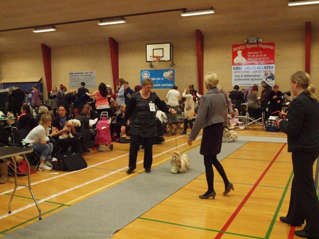 Shih Tzu Danmark